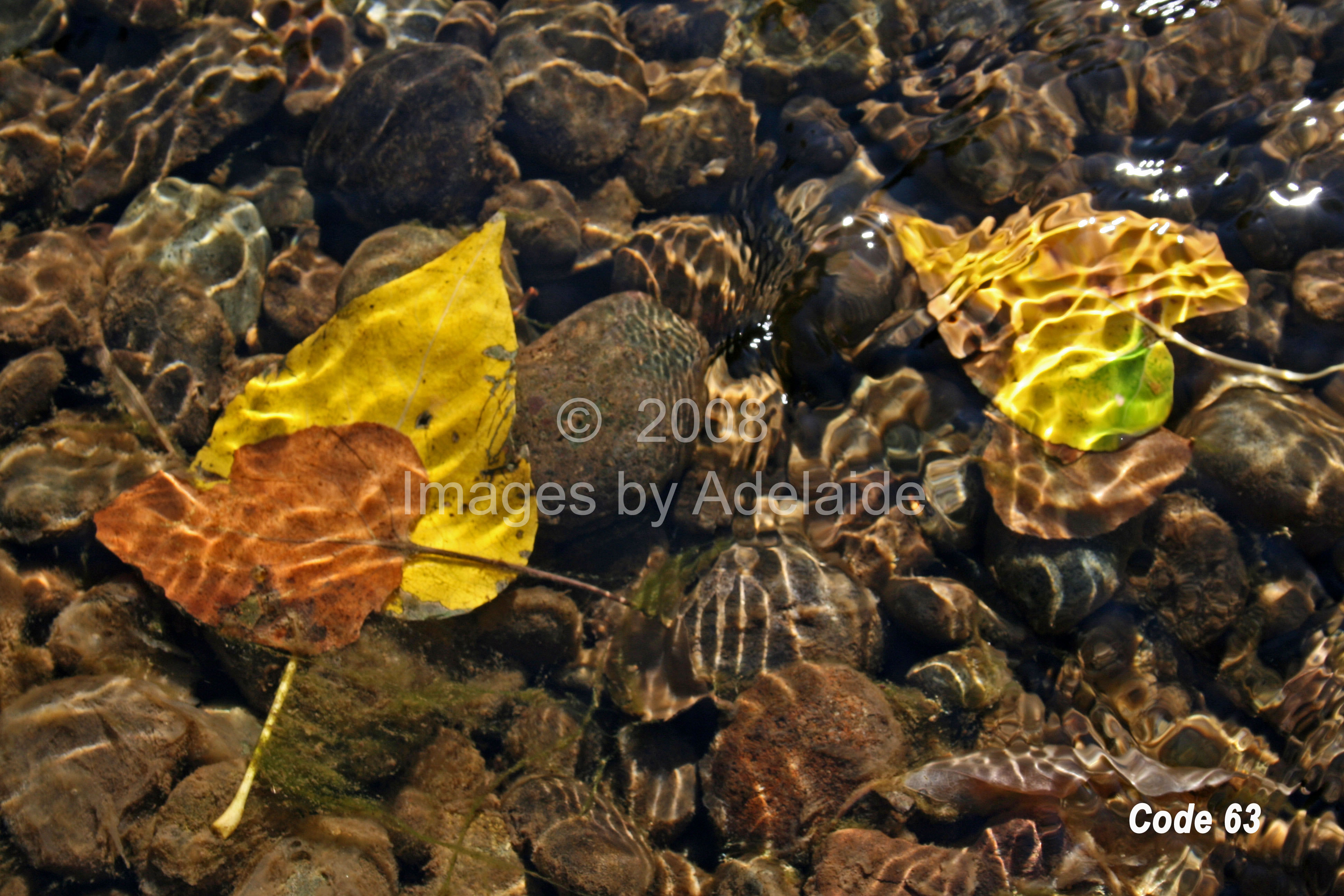 Ripples Over Autumn Leaves